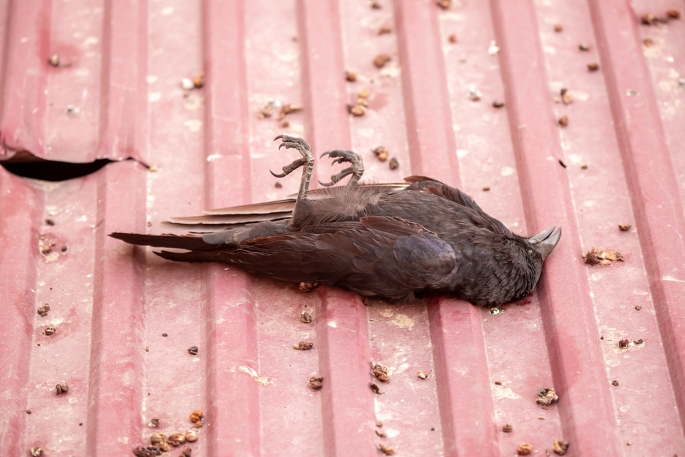 Reports of “exploding birds” in Northern California have authorities scrambling to find the cause