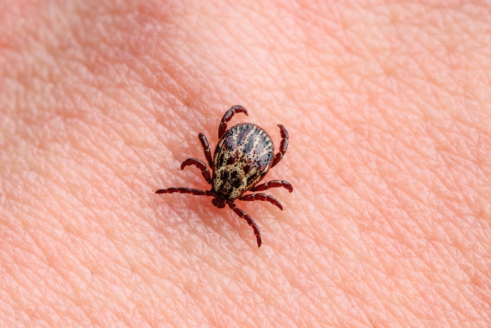 Pestilence: Invasive tick species spreading infection that can leave people with debilitating symptoms