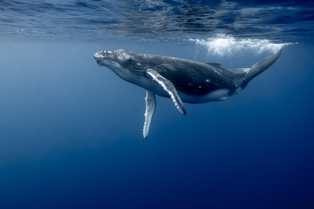 Blue whales are mysteriously going silent off California coast alarming scientists