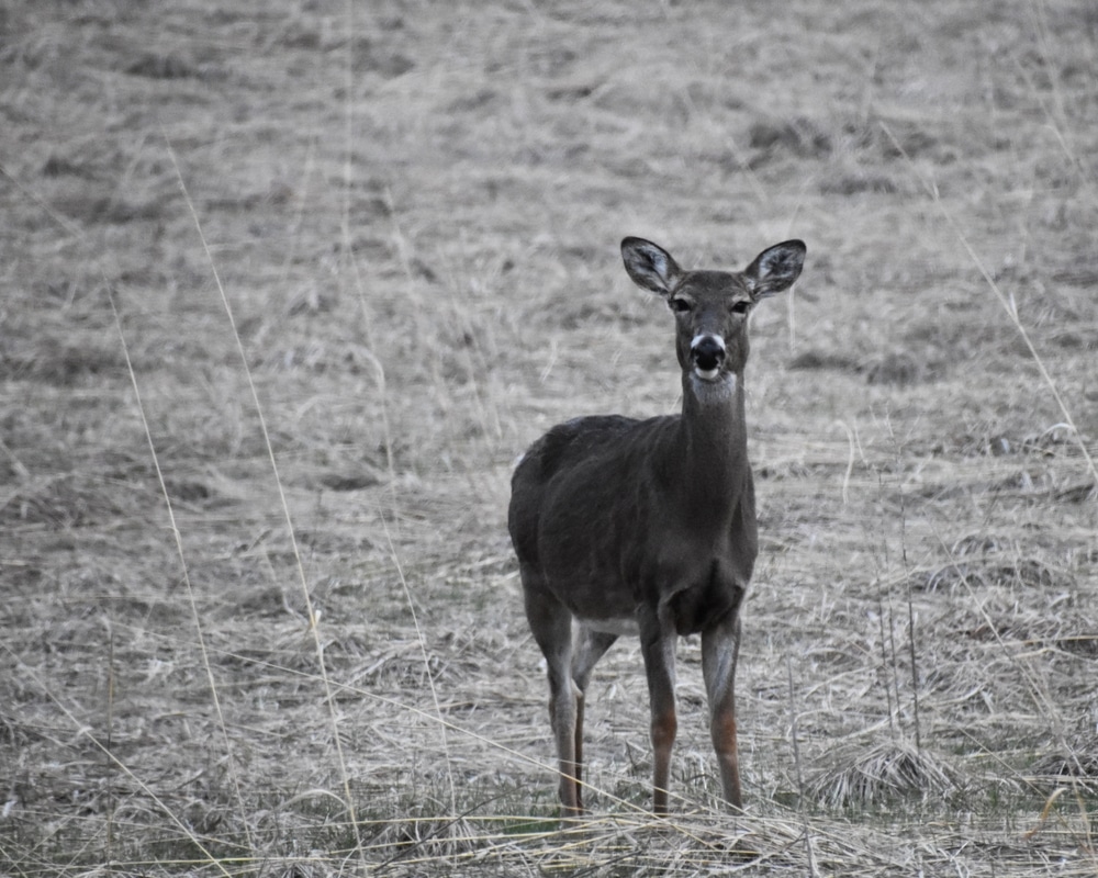 Outbreak of viral deer-killing disease prompts alarm, warning to meat eaters