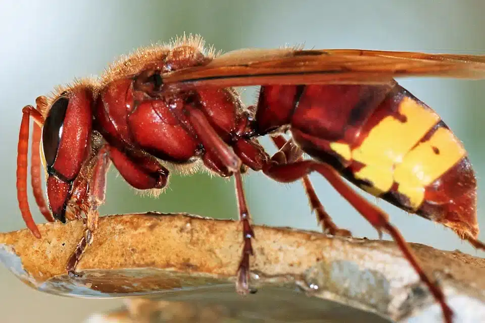 Officials sound the alarm after dangerous insect spotted in country for first time in 50 years