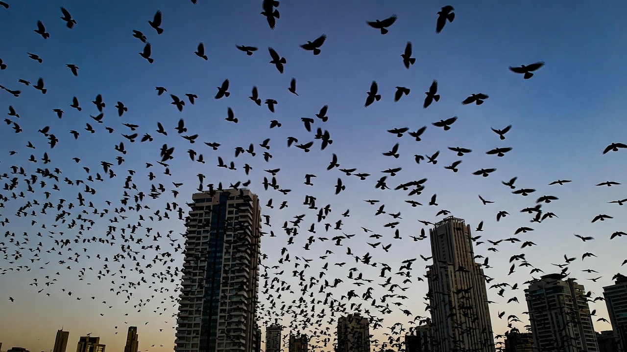Thousands of crows swarm the sky over Tel Aviv in what many are calling a ‘harbinger of doom’ warning