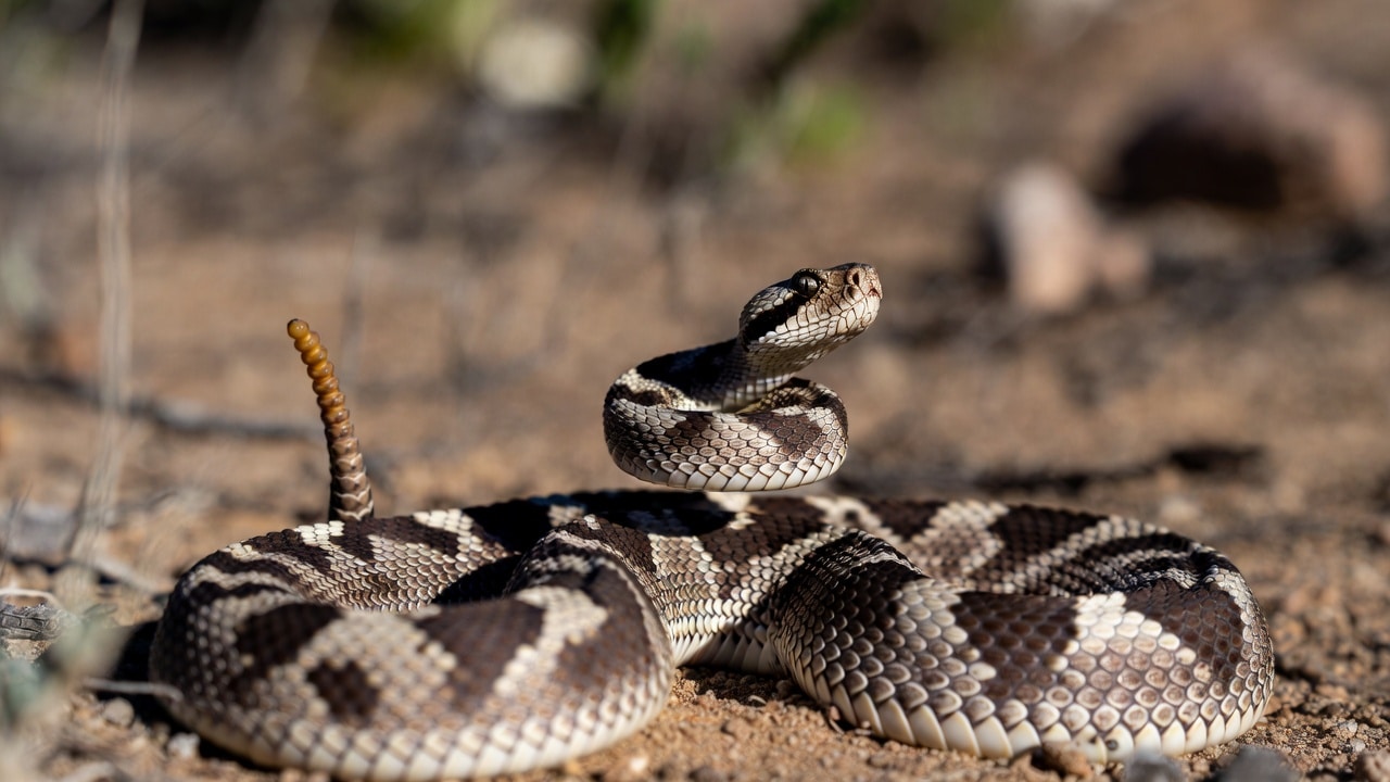 Rattlesnake bites 7th person in California, prompting countywide warning