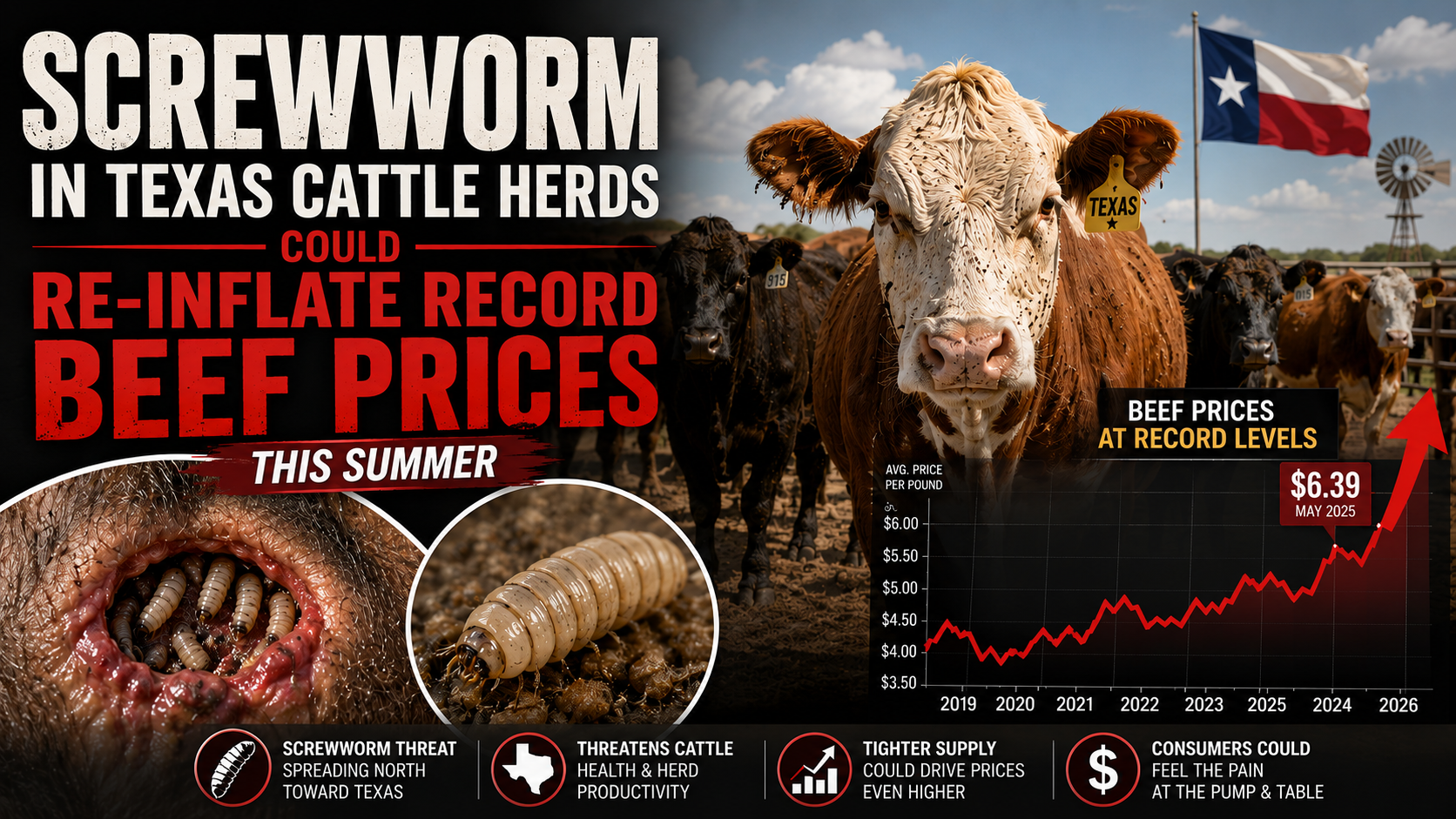 Screwworm in Texas cattle herds could produce record beef prices this summer