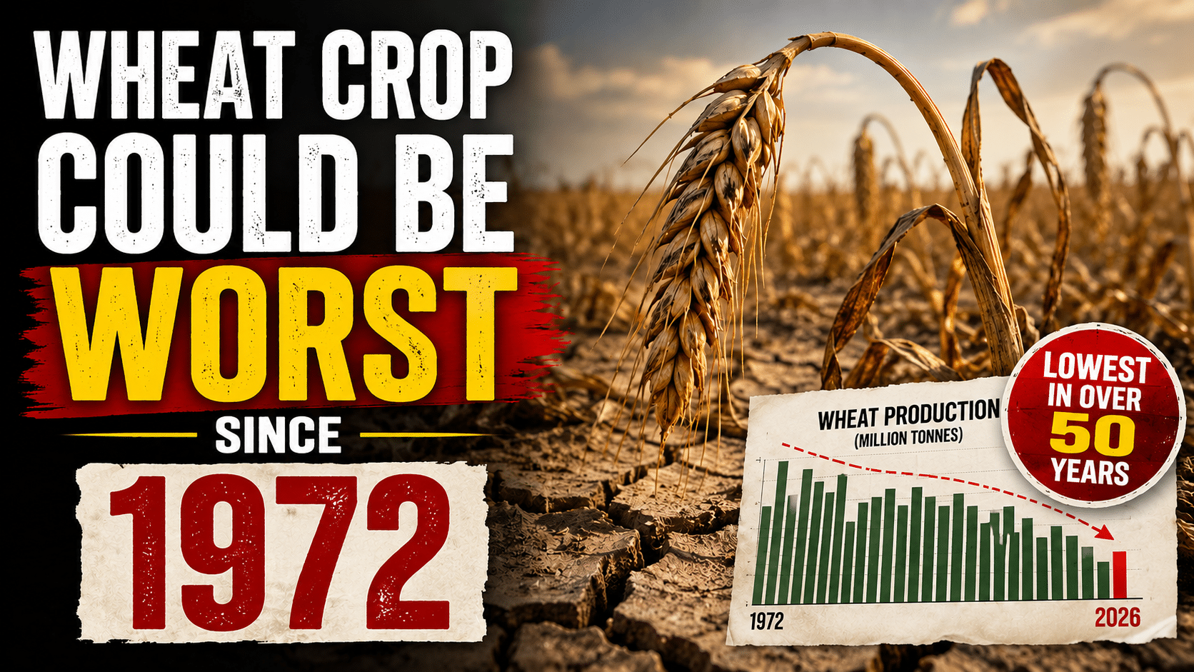 Kansas Wheat Farmers Face Historic Crisis as Drought and Surging Costs Threaten Worst Harvest in Decades