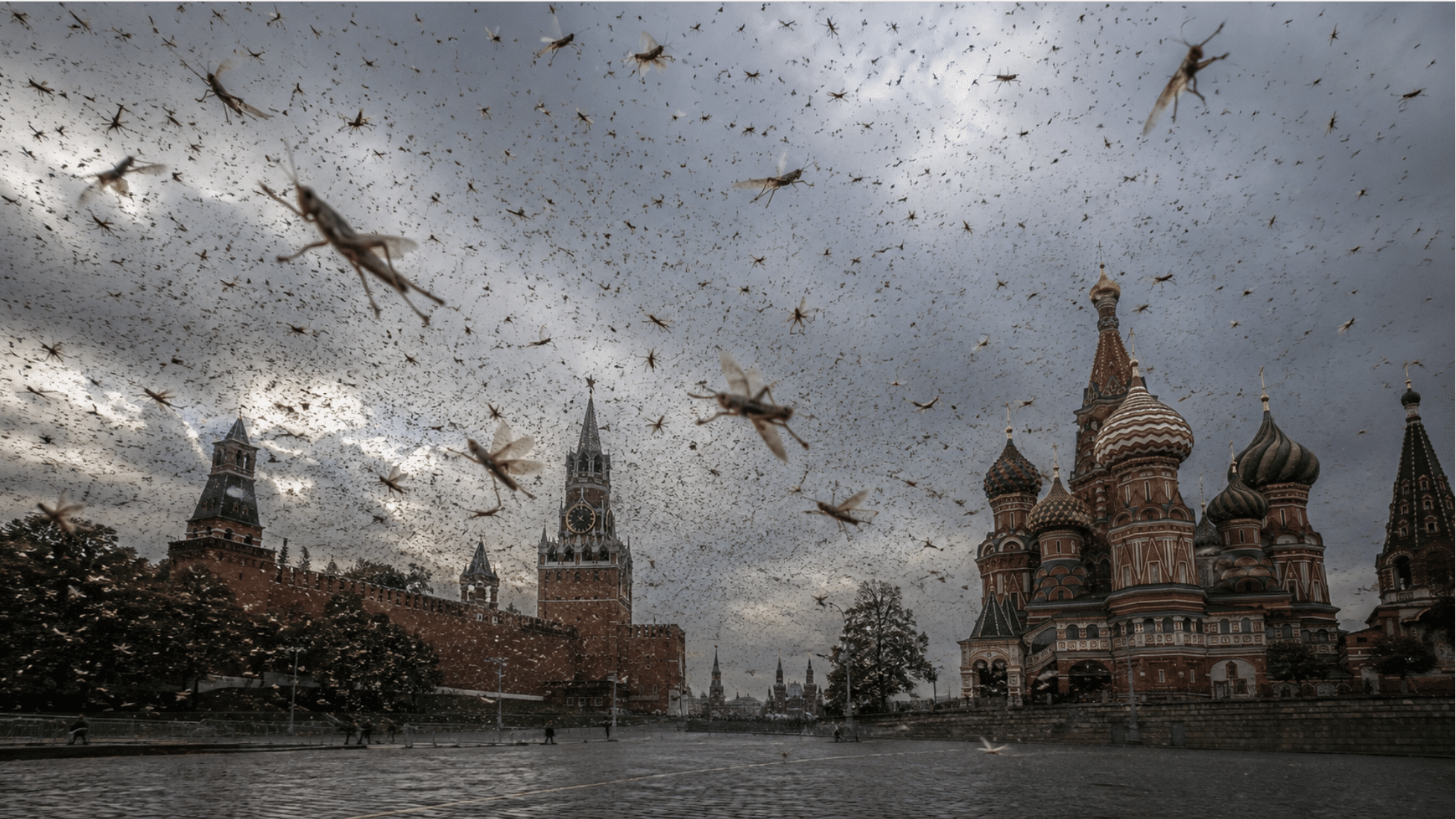 Swarms of locusts black out the skies over parts of Russia